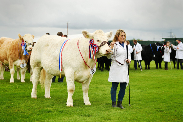 Charolais Heifer Keith Show 2023